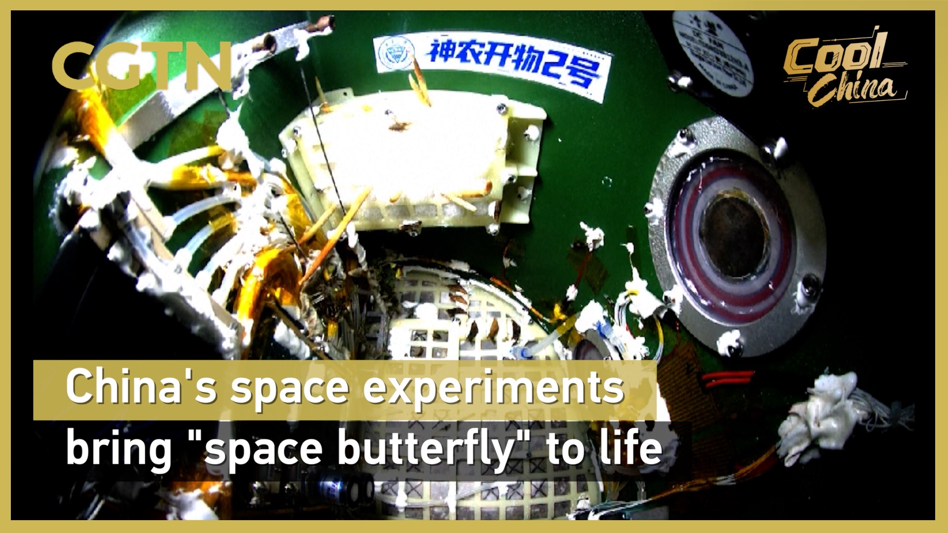 China's space experiments bring 'space butterfly' to life