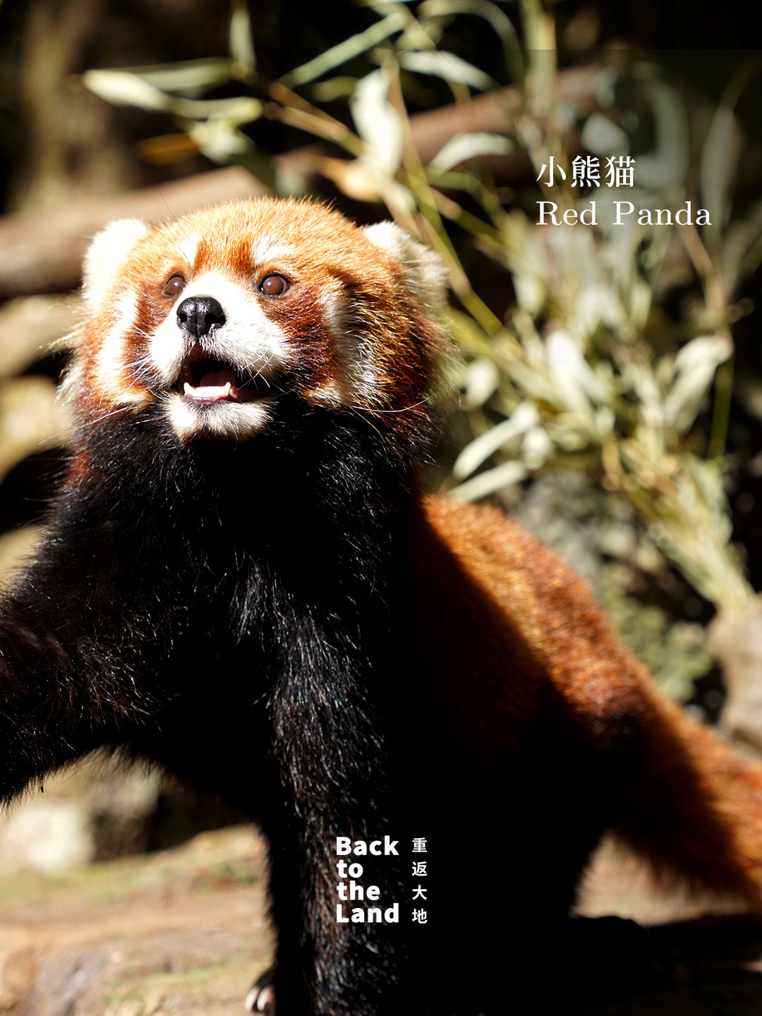 A red panda is seen at a forest wildlife park in Pu'er, Yunnan Province. /CGTN