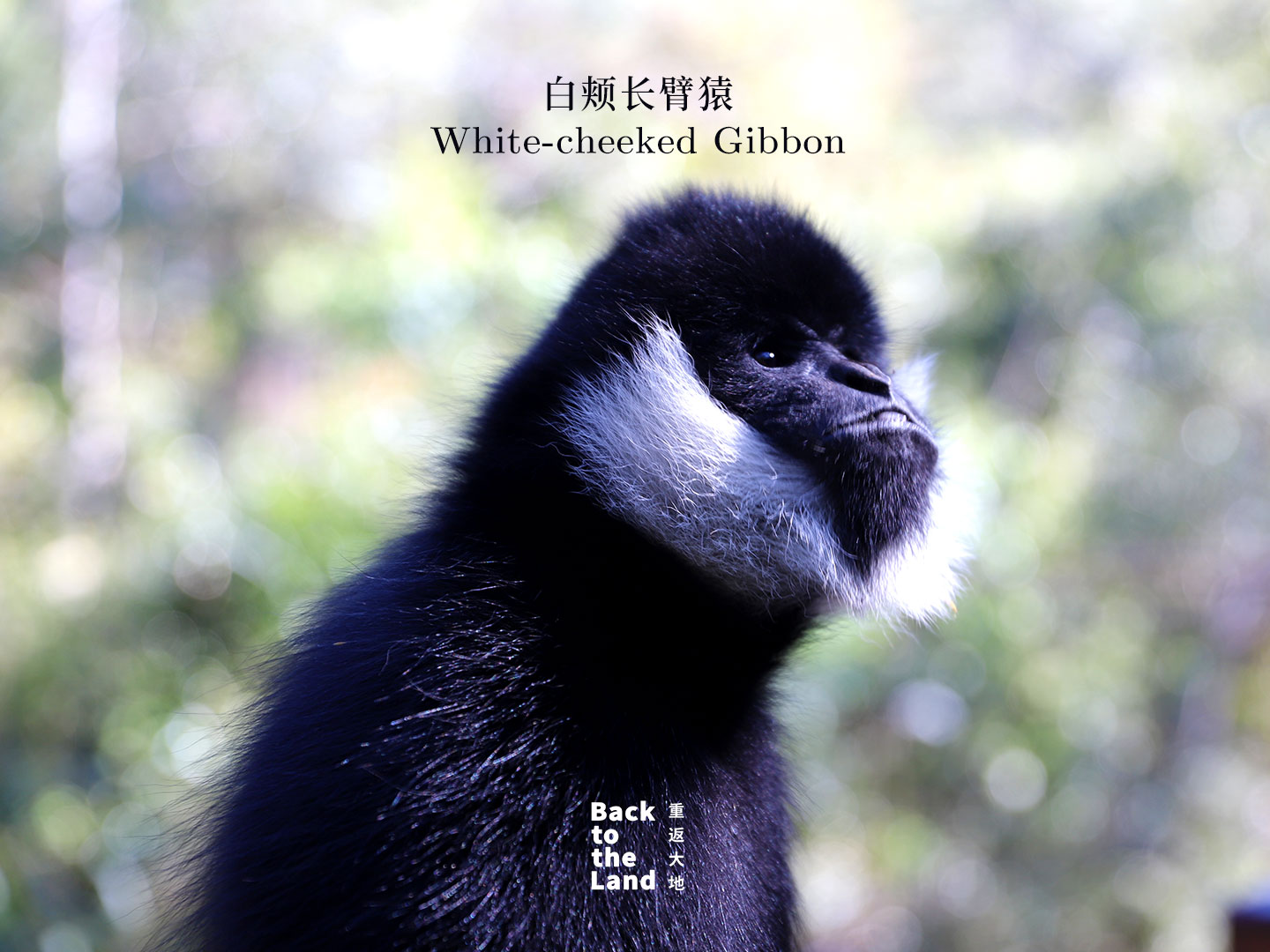 A white-cheeked gibbon is seen at a forest wildlife park in Pu'er, Yunnan Province. /CGTN