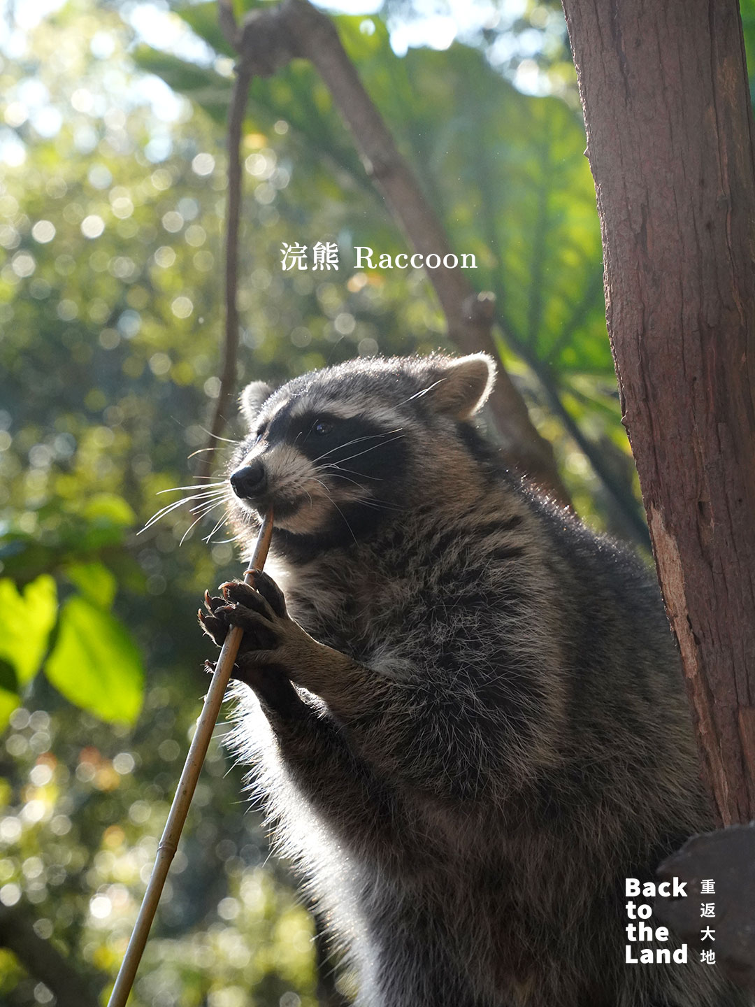 A raccoon is seen at a forest wildlife park in Pu'er, Yunnan Province. /CGTN