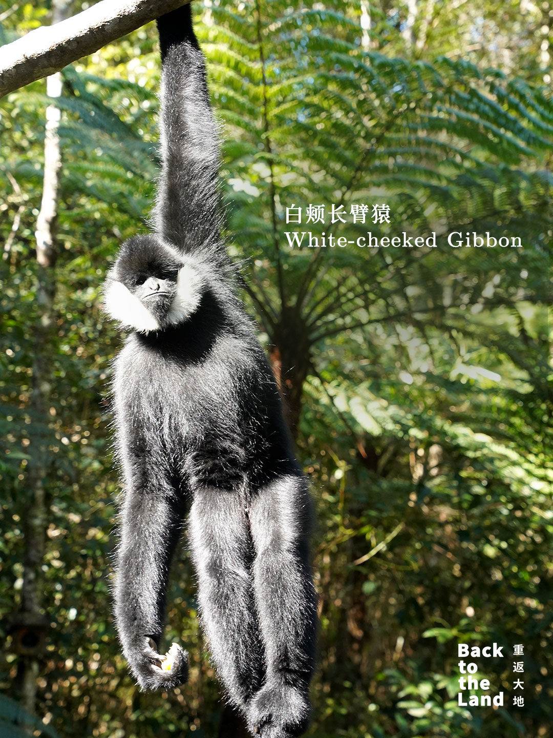 A white-cheeked gibbon is seen at a forest wildlife park in Pu'er, Yunnan Province. /CGTN
