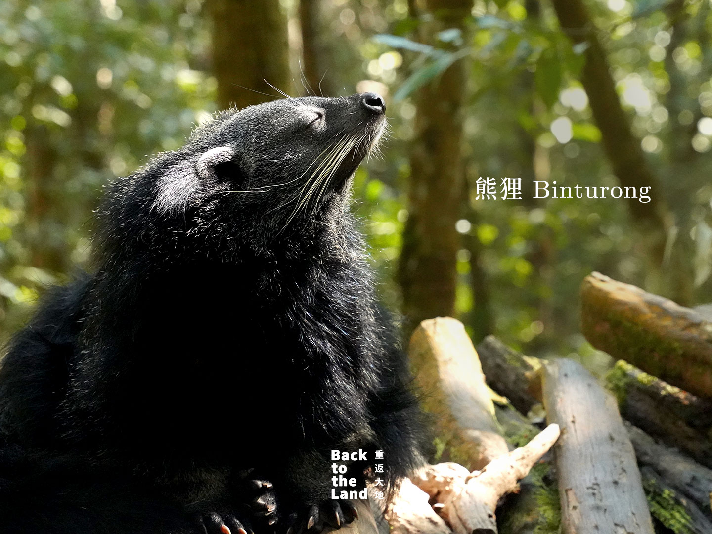 A binturong is seen at a forest wildlife park in Pu'er, Yunnan Province. /CGTN