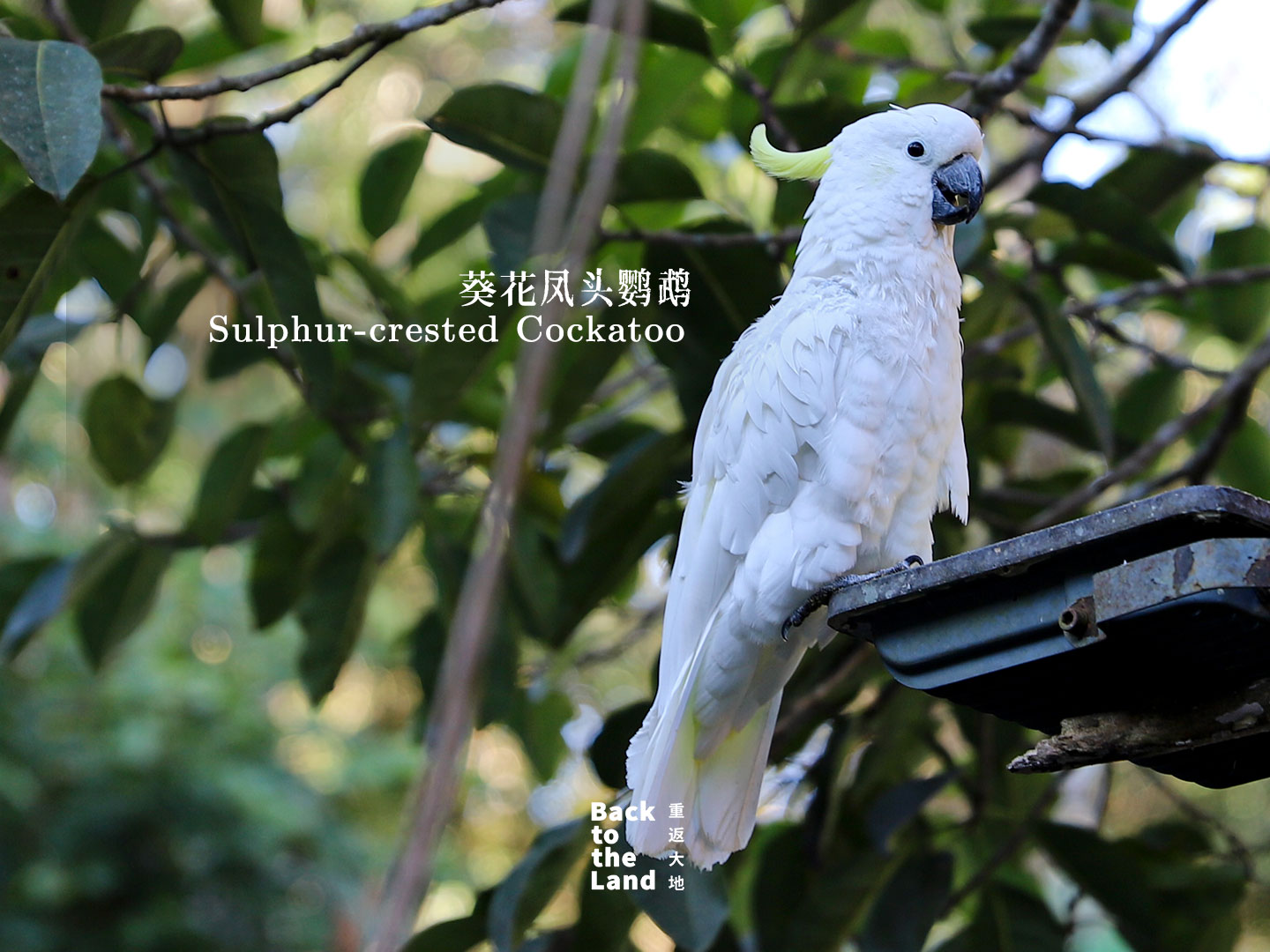 A sulphur-crested cockatoo is seen at a forest wildlife park in Pu'er, Yunnan Province. /CGTN