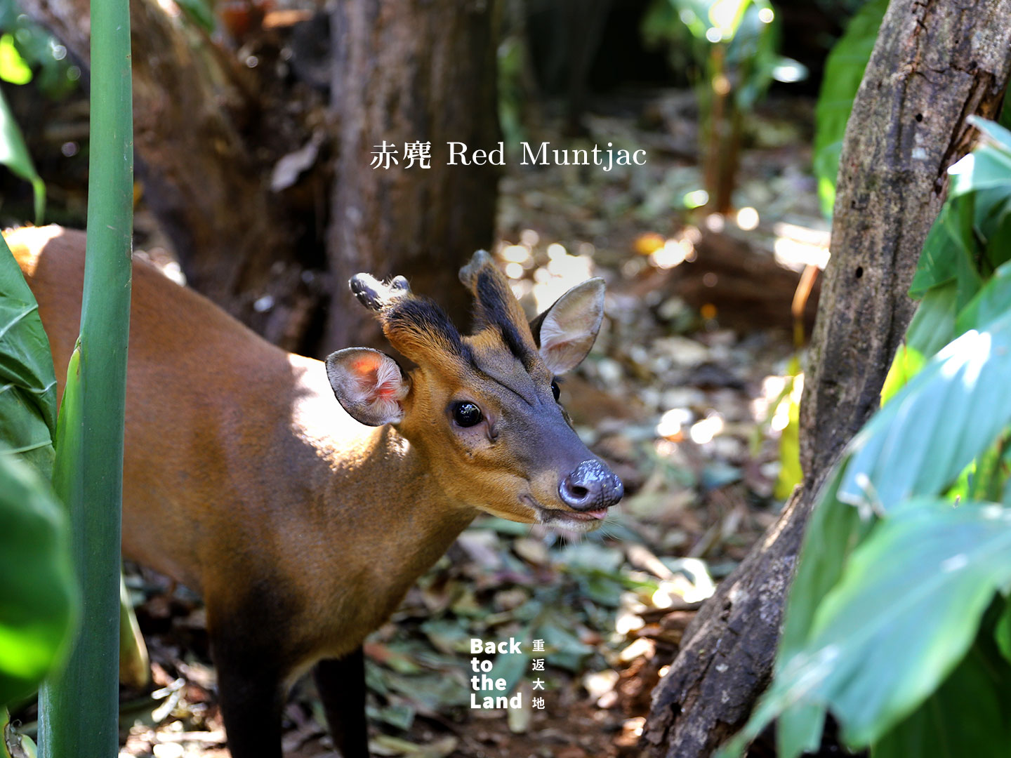A red muntjac is seen at a forest wildlife park in Pu'er, Yunnan Province. /CGTN