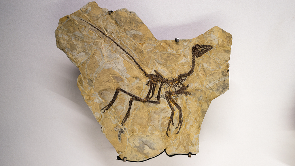 'Exquisite' fossil of one of the smallest dinosaurs found in Argentina