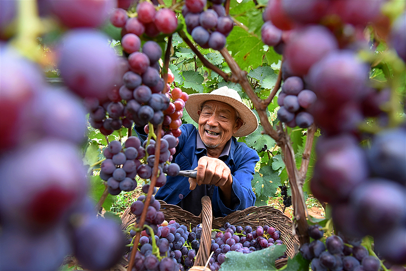 A farmer picks grapes in the field, lifting himself out of poverty and achieving prosperity by developing fruit cultivation such as grapes and apples, in a village in Zibo in east China's Shandong Province, September 11, 2019. /VCG