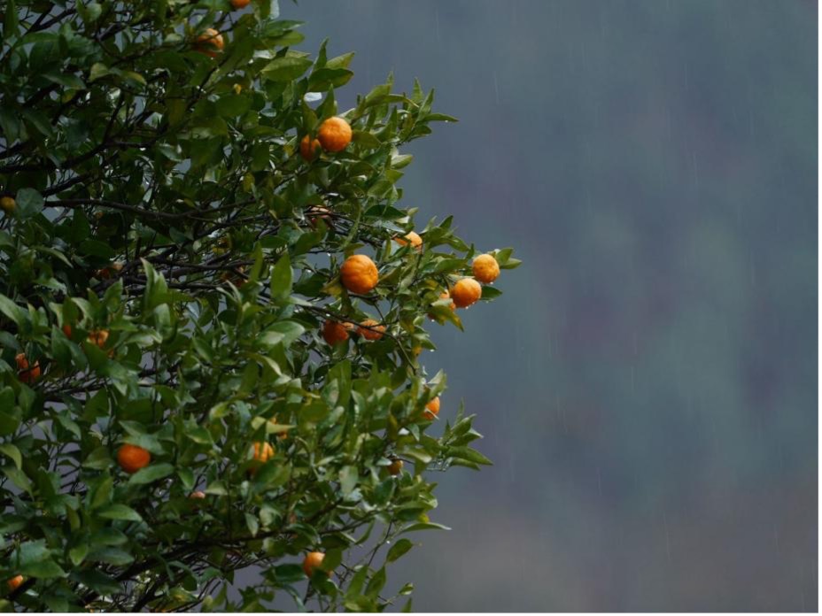 Ripe citrus fruit hangs from the branches in an orchard in a Deng resettlement village, Zayu County, Nyingchi City, Xizang. /CGTN