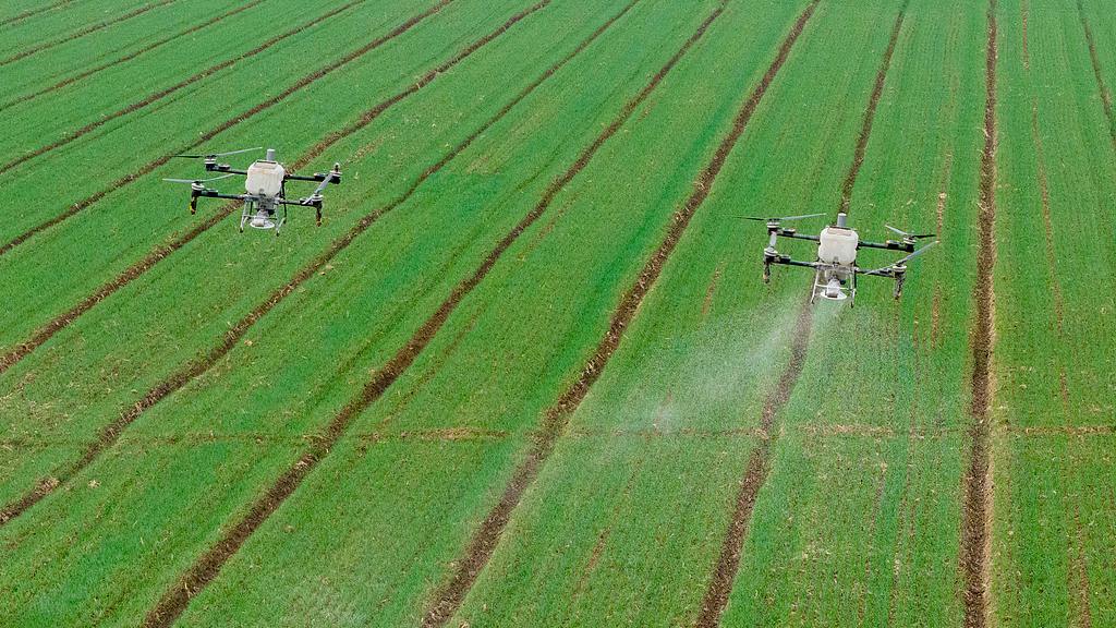 Two drones shuttle back and forth, spreading fertilizer to promote growth, Suqian City, Jiangsu Province. 