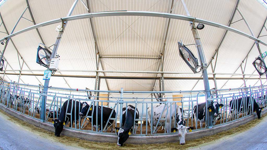 Cows fed in a fully automated, unmanned cowshed on a smart ranch, Hohhot, Inner Mongolia Autonomous Region. 