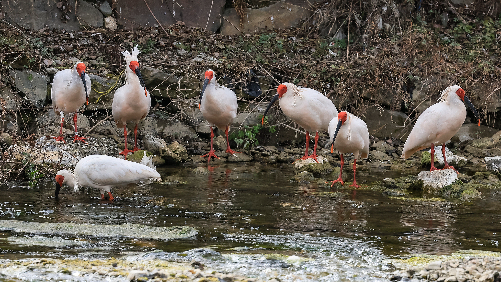 A group of crested ibises was spotted in Longnan, northwest China's Gansu province, marking the first recorded sighting in the area, on January 25, 2026. /VCG