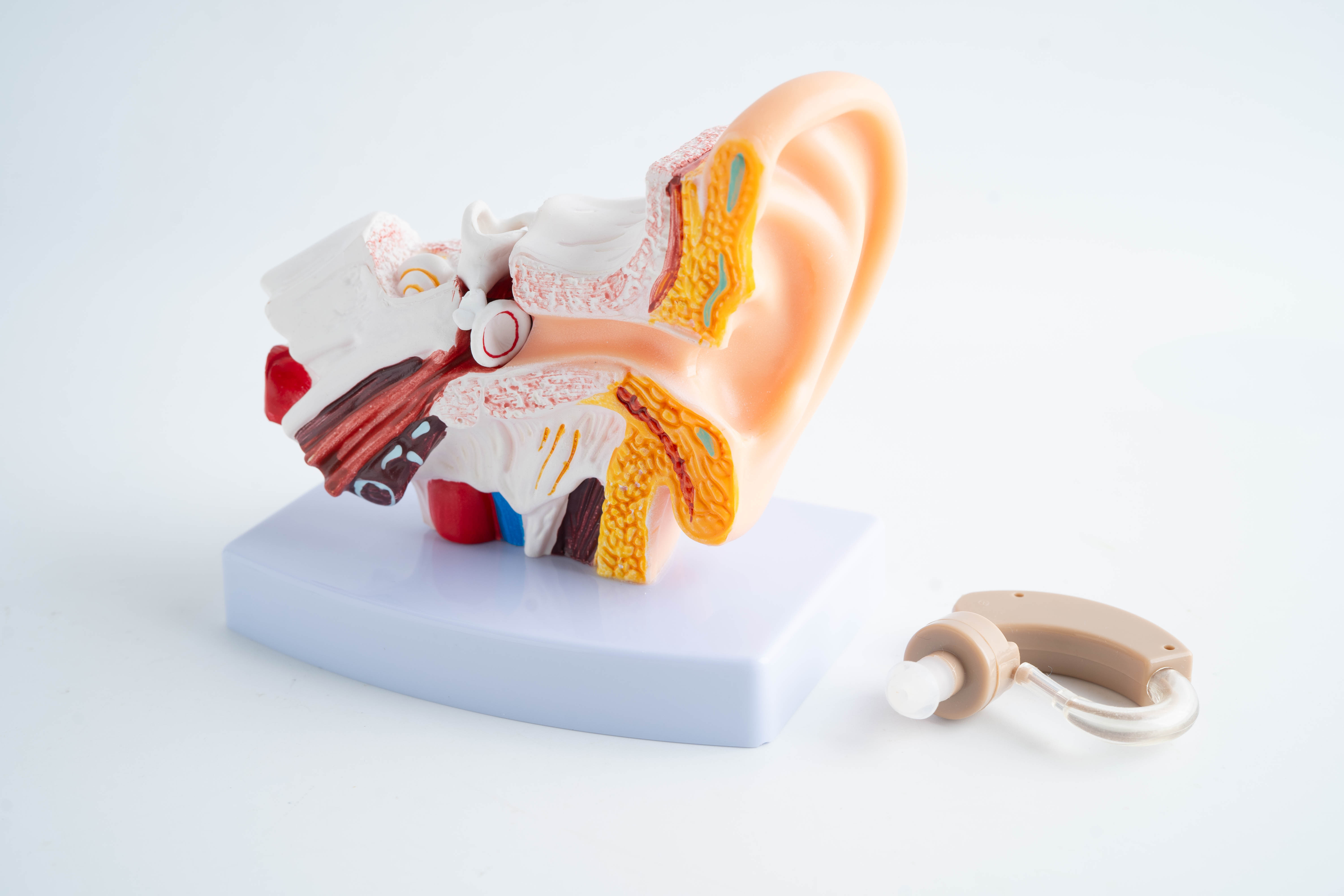 Display of an ear anatomical model. /ICphoto