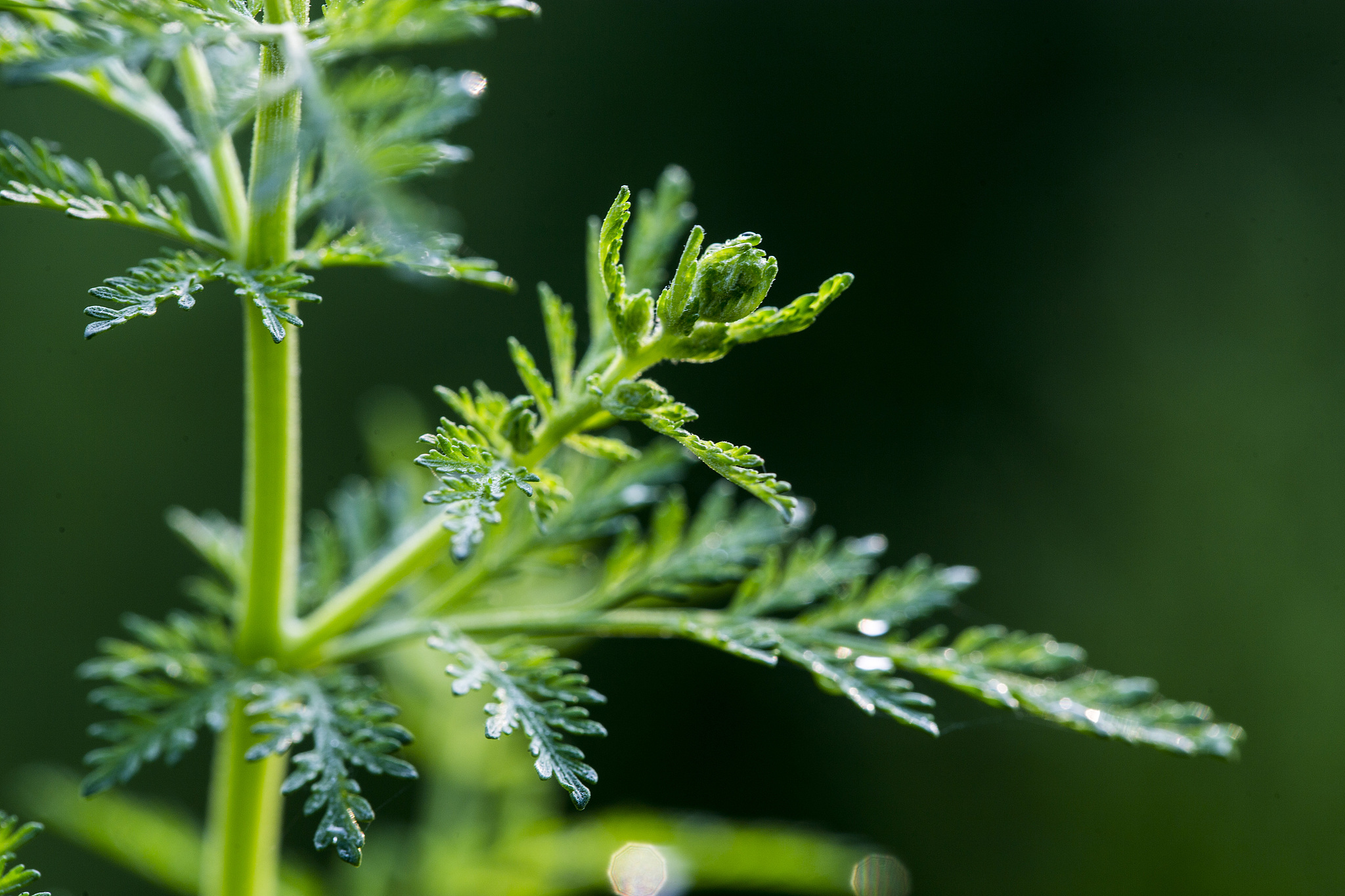 Sweet wormwood, from which artemisinin is extracted for malaria treatment, Pingyin County, Shandong Province, east China, August 17, 2022. /VCG