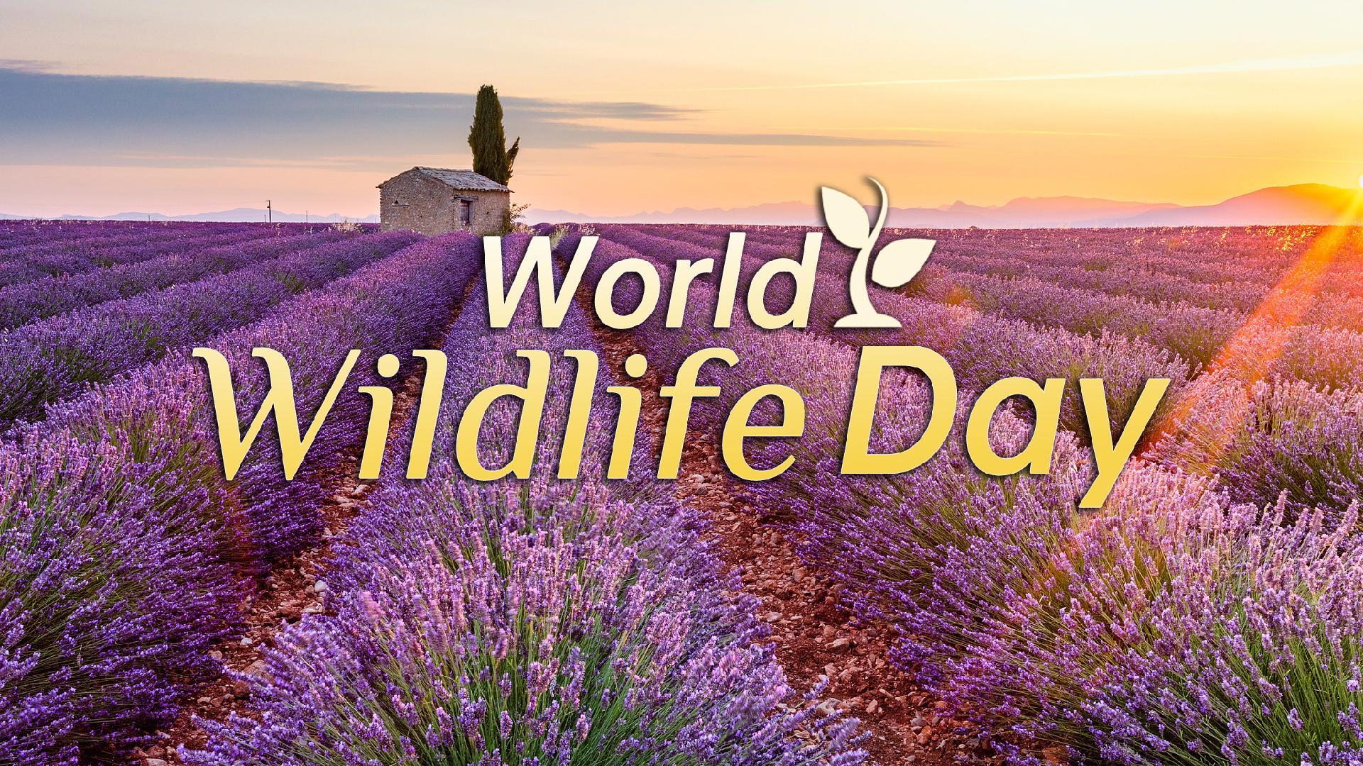 World Wildlife Day: Conserving medicinal and aromatic plants