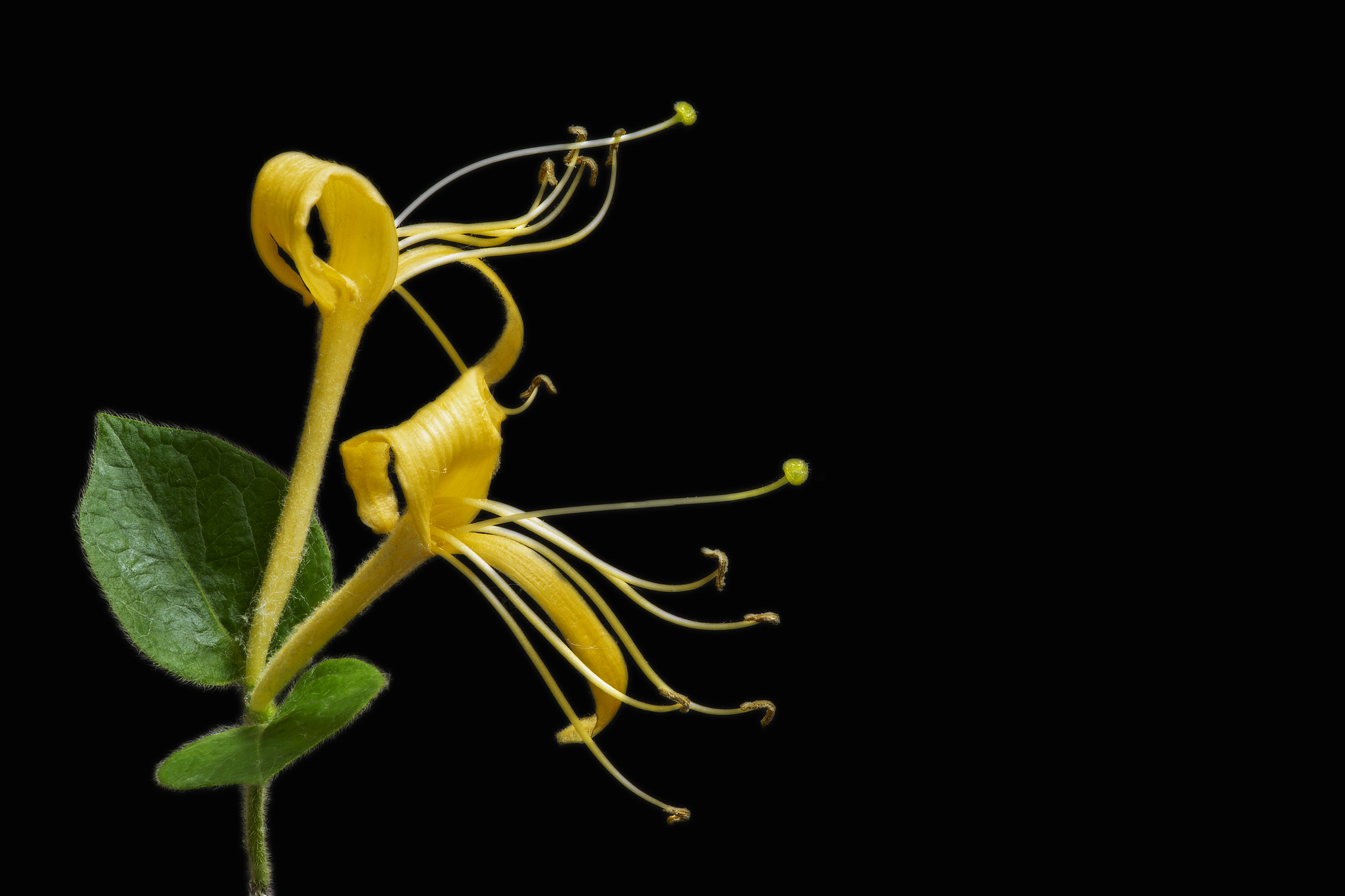 The golden-and-silver honeysuckle. /VCG