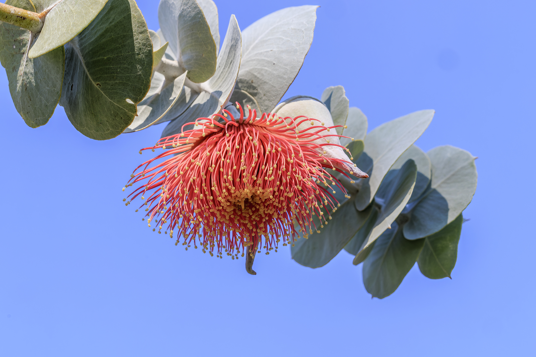 Eucalyptus flower and leaves. /VCG