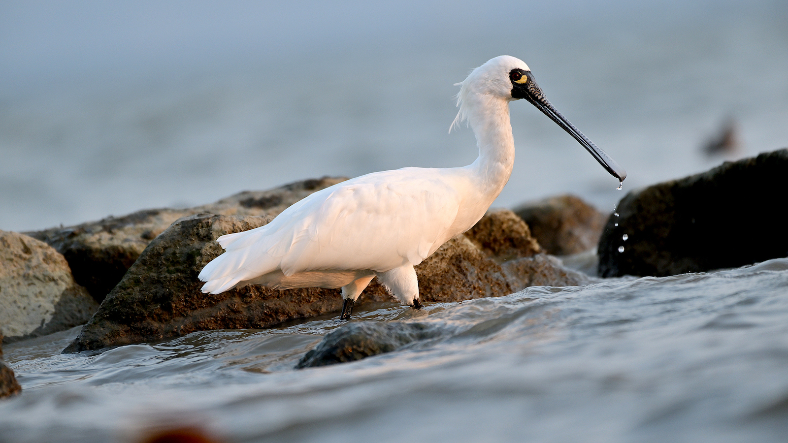 Shenzhen dims lights, builds bridges for migrating animals