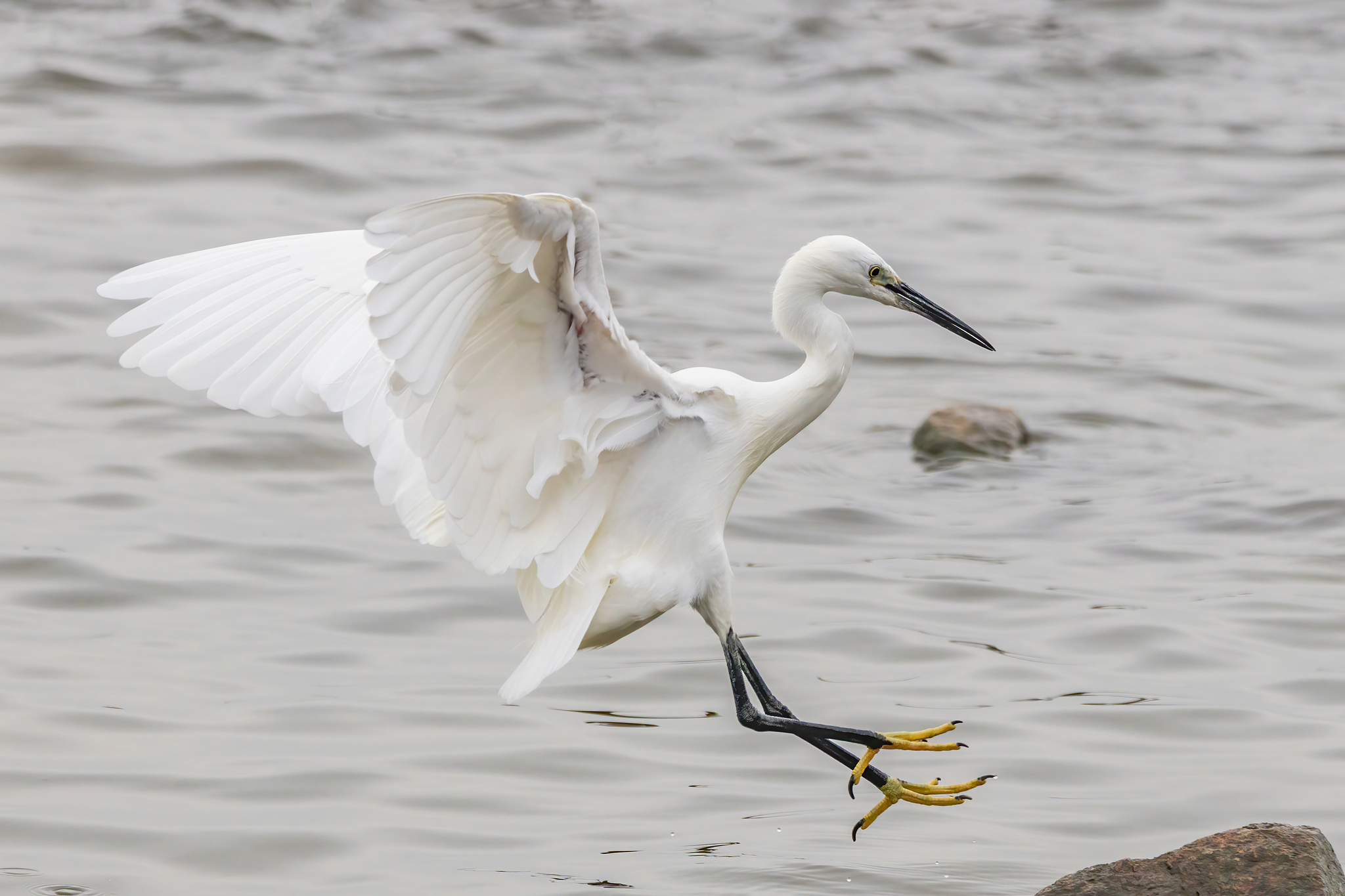 A little egret is seen hunting at the Shenzhen Bay Park, Guangdong Province, south China, December 1, 2025. /VCG