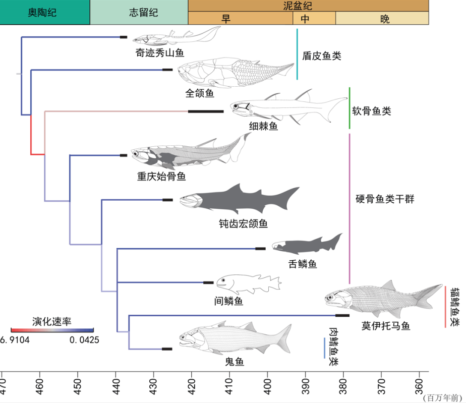 Fish morphological evolution from the Ordovician to the Late Devonian. /CMG