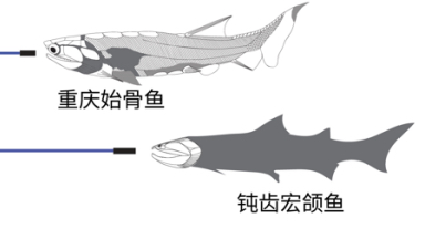 Ancient Chinese fish fossils fill key gap in 'fish to human' evolution