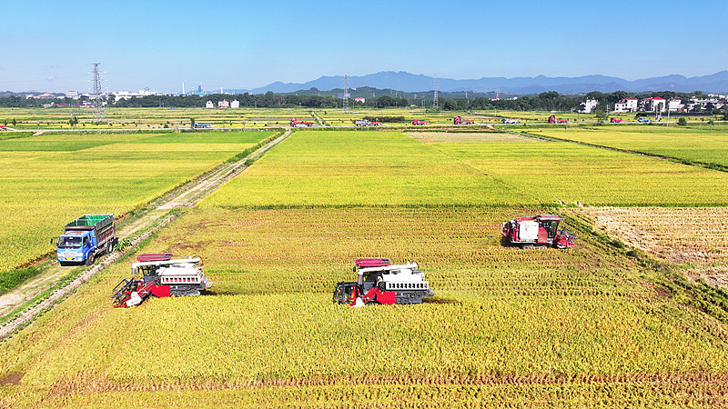 Harvesters work in a paddy field in Yongfeng County of Ji'an City, east China's Jiangxi Province, July 3, 2025. /VCG