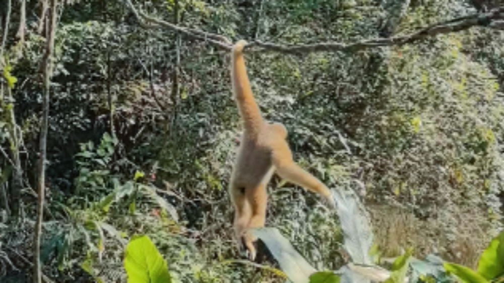 Rare gibbons spotted swinging through a Pu'er forest