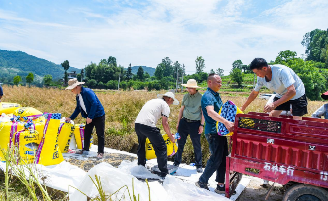 Rapeseed harvest at a high-yield demonstration base. 
