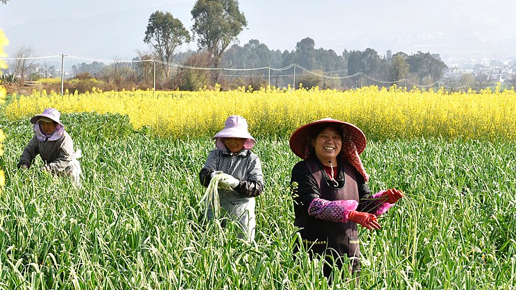 Farmers harvest vegetables in the fields in Dali, Yunnan Province, China, March 3, 2026. /VCG