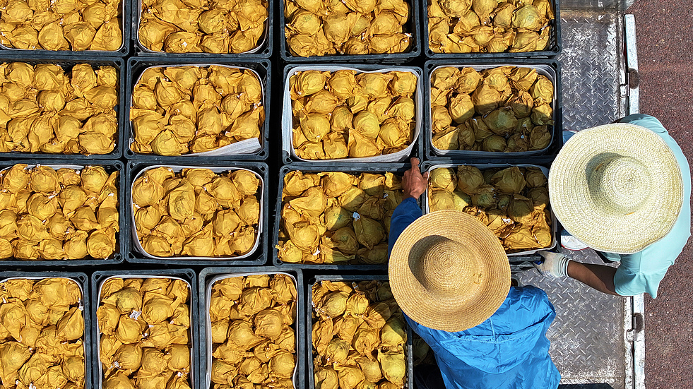 Farmers pick and transform pears in Enshi, Hubei Province, China, August 2, 2025. /VCG