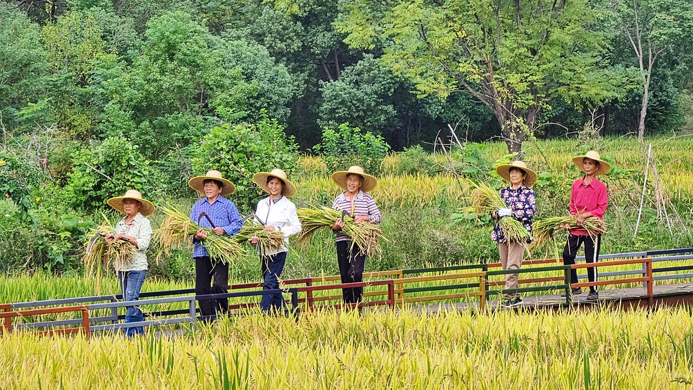 Farmers celebrate the 8th Chinese Farmers' Harvest Festival in Wuhan, Hubei Province, China, September 20, 2025. /VCG