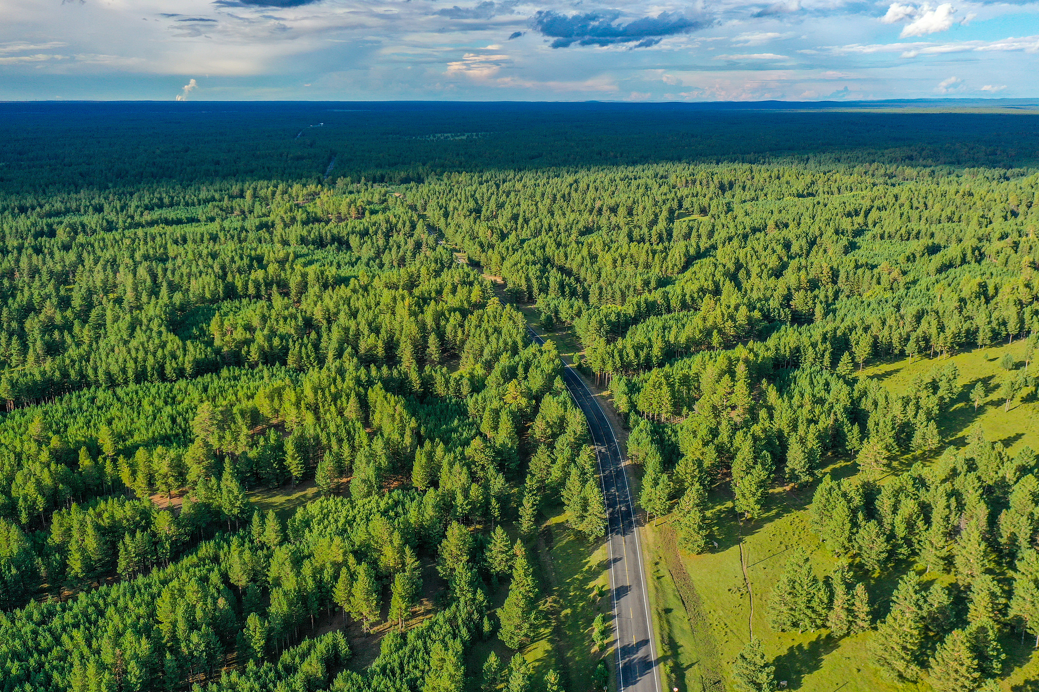 Undulating pines in Hulunbuir, Inner Mongolia Autonomous Region, north China, August 25, 2025. /VCG