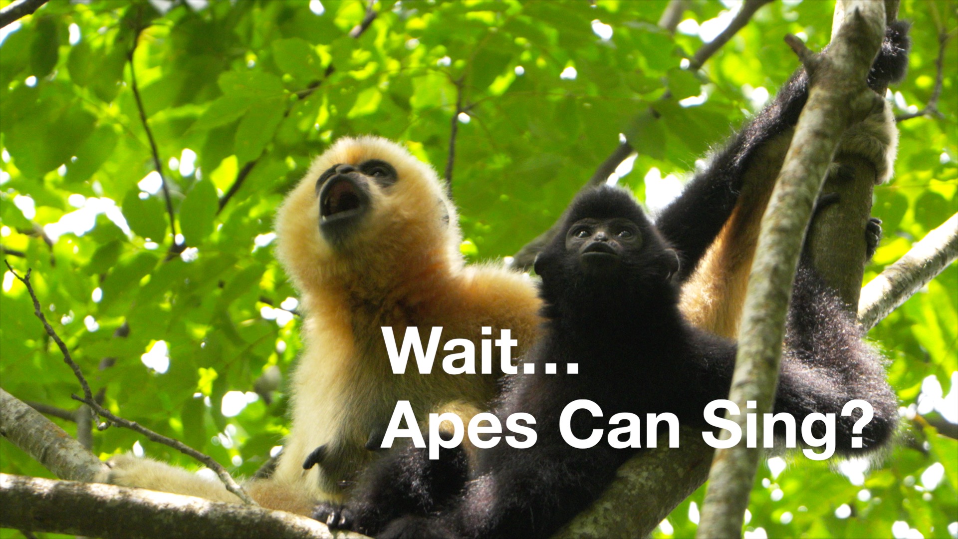 How AI is helping scientists monitor world's rarest ape