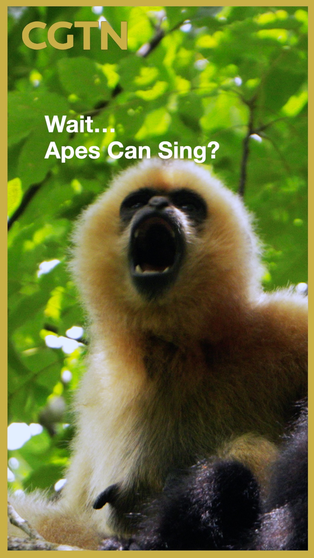 How AI is helping scientists monitor world's rarest ape