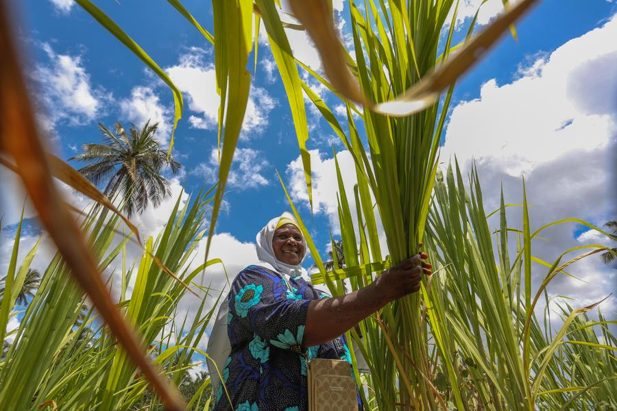Tanzanian dairy farmer Tahiya Bauso Massawe works in her Juncao grass field in Zanzibar, Tanzania, September 19, 2025. /Xinhua