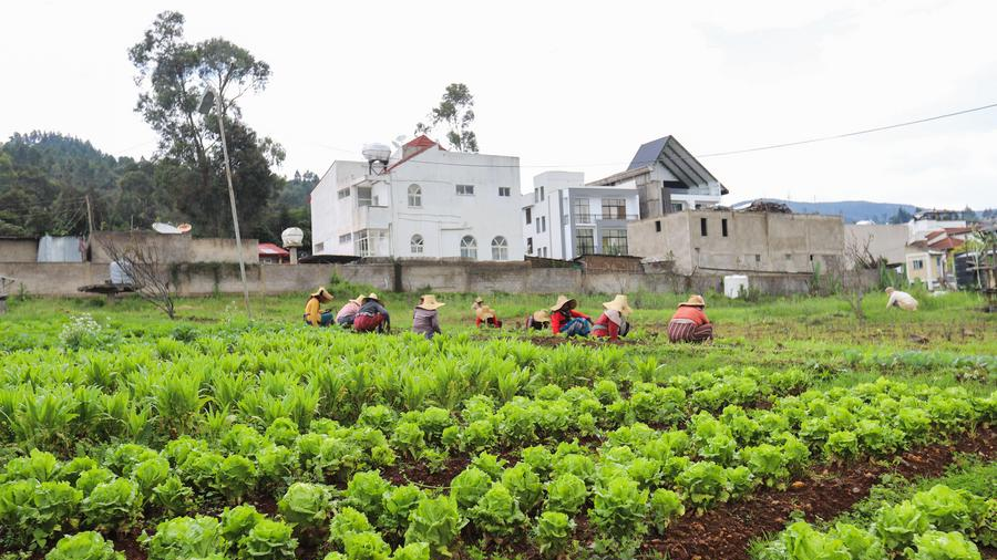 People work at an urban agricultural demonstration center in Addis Ababa, the capital of Ethiopia, August 29, 2025. /Xinhua