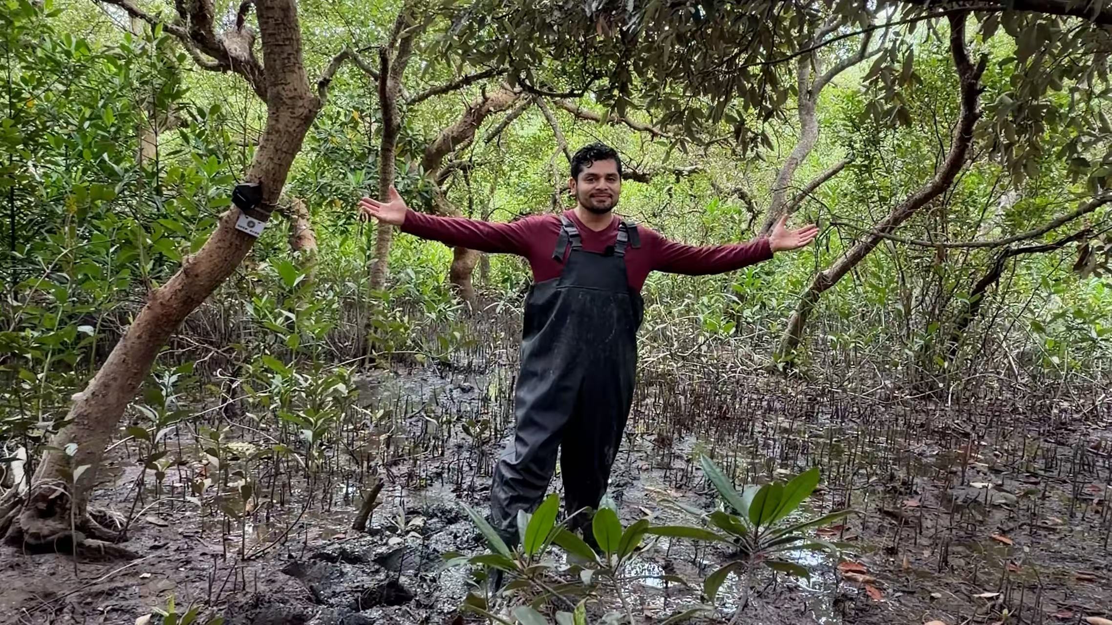 Mangrove survives in a Chinese city of 17 million