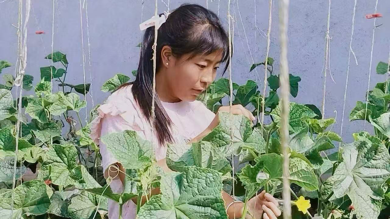 A woman farmer tending greenhouse cucumbers supported through the United Nations World Food Programme's home‑grown school feeding programme in Gansu Linxia County, which connects local women smallholders to reliable kindergarten markets. WFP/ Gansu PMO