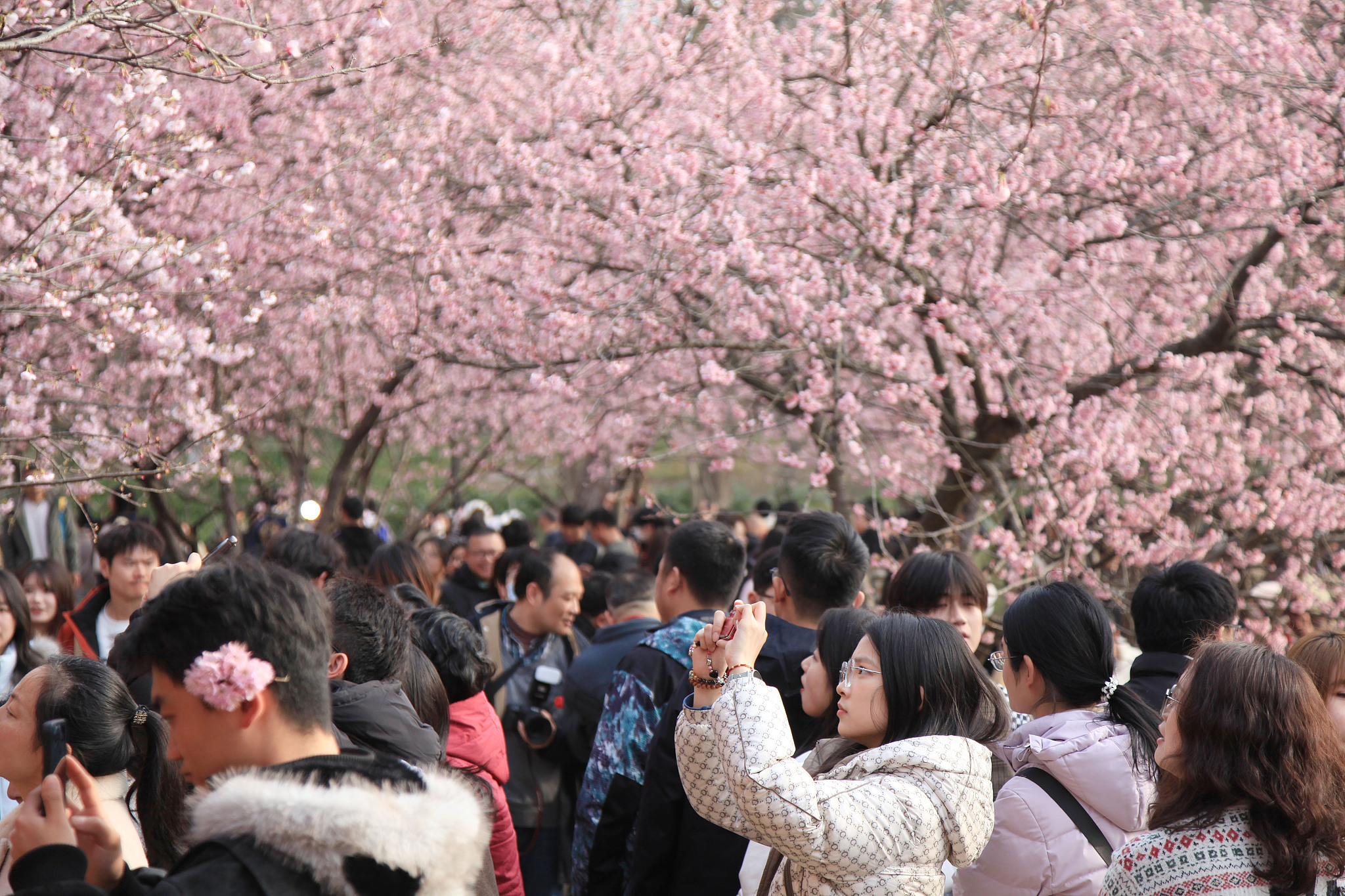 Visitors take photos of cherry blossoms at Zhongshan Botanical Garden in Nanjing, east China's Jiangsu Province, March 8, 2026. /VCG