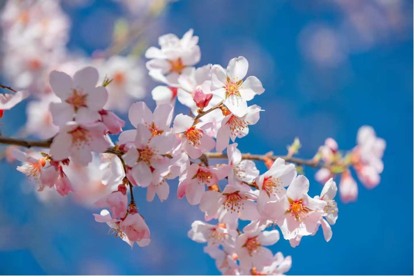 Peach blossoms in Nyingchi, southwest China's Xizang Autonomous Region. /VCG