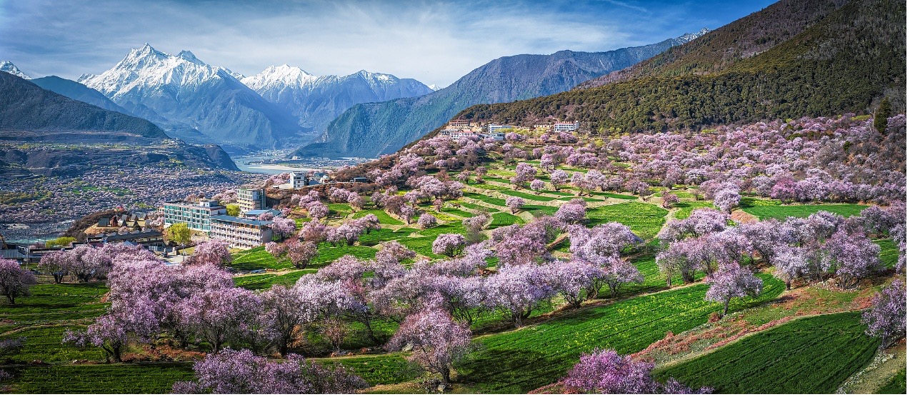 Peach blossoms in Nyingchi, southwest China's Xizang Autonomous Region. /VCG
