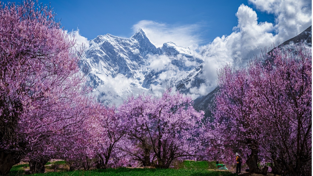 Peach blossoms at the foot of Namjagbarwa Peak, Nyingchi, southwest China's Xizang Autonomous Region. /VCG 