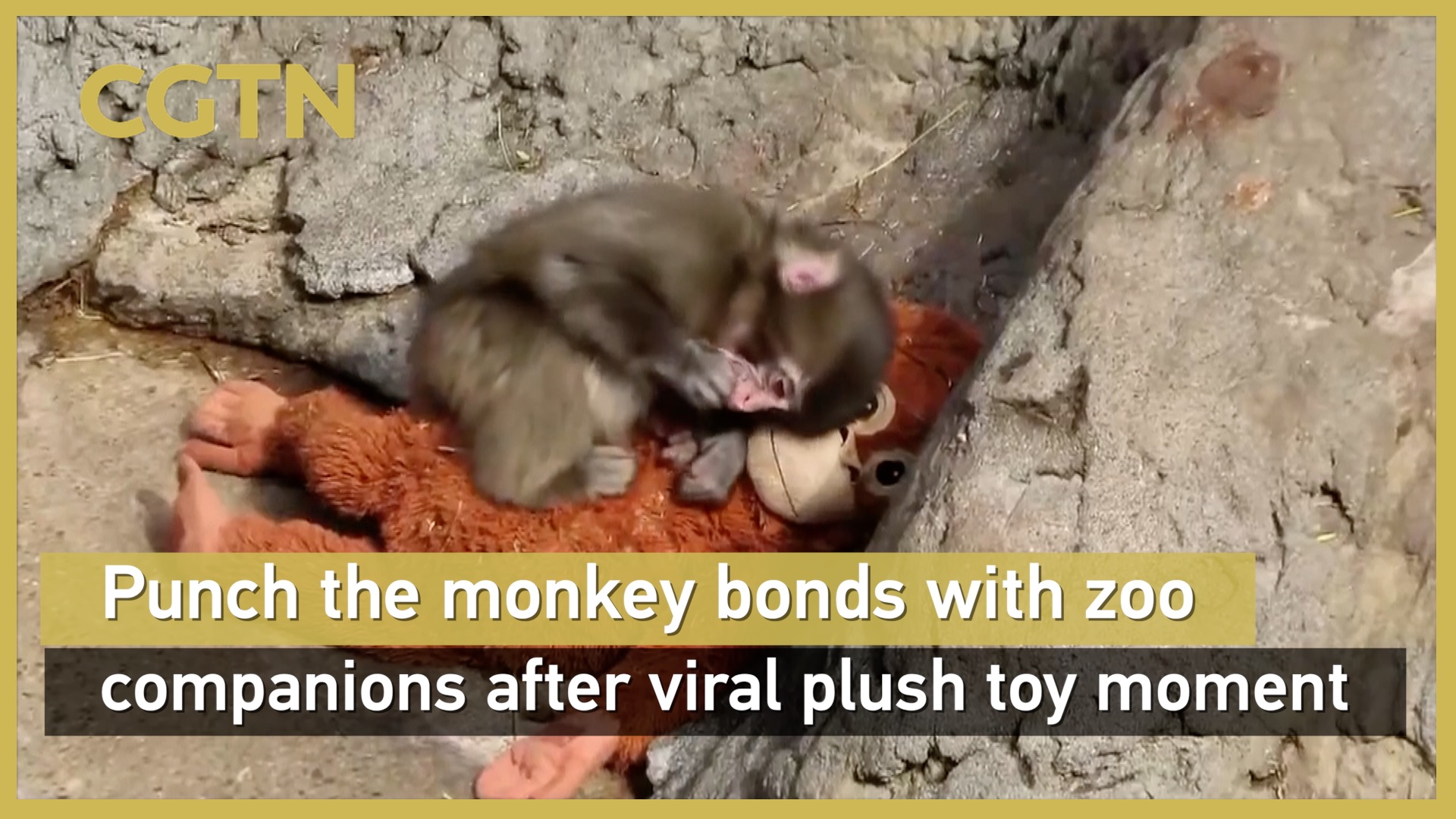 Punch the monkey bonds with zoo companions after viral plush toy moment