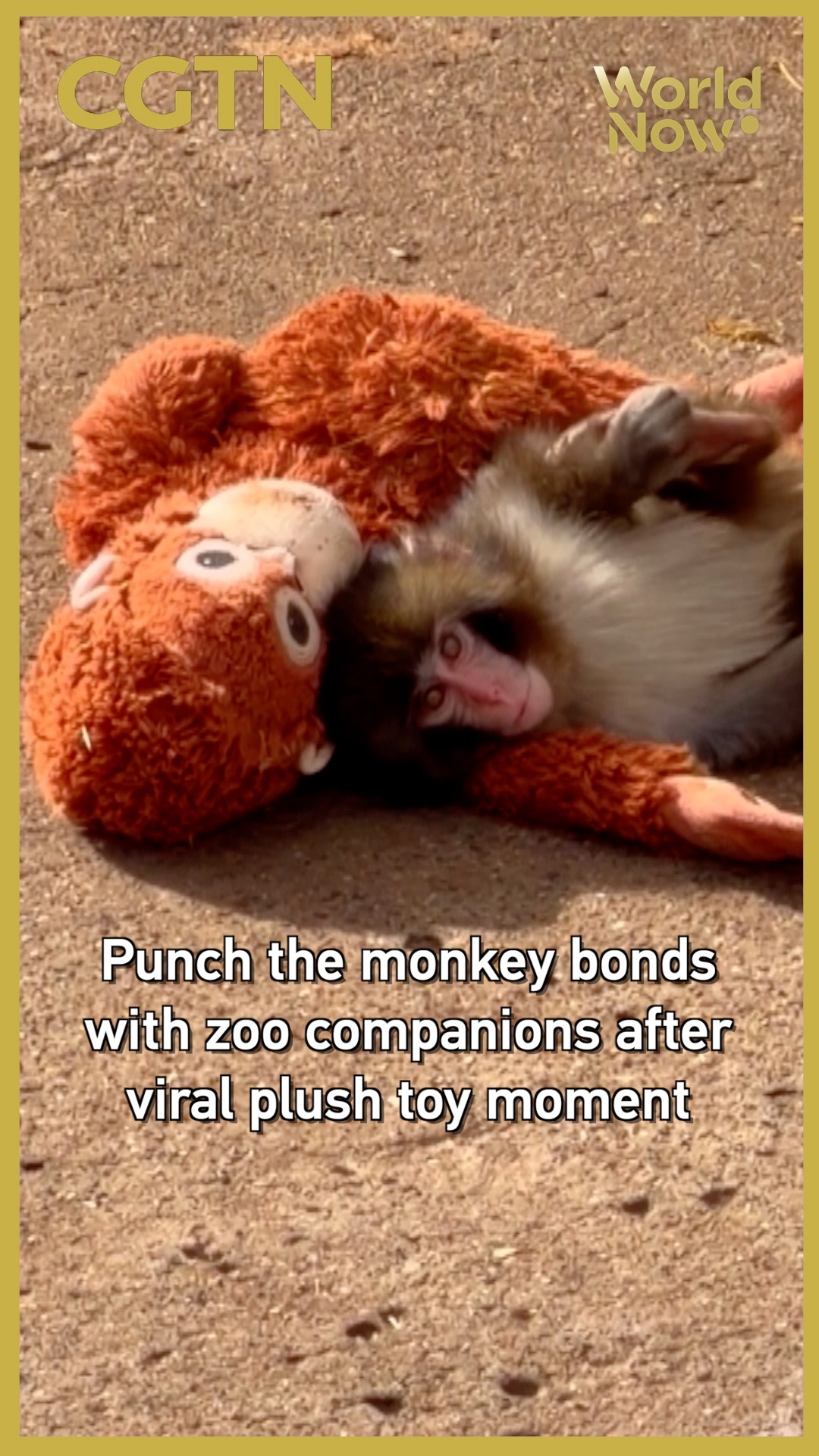 Punch the monkey bonds with zoo companions after viral plush toy moment