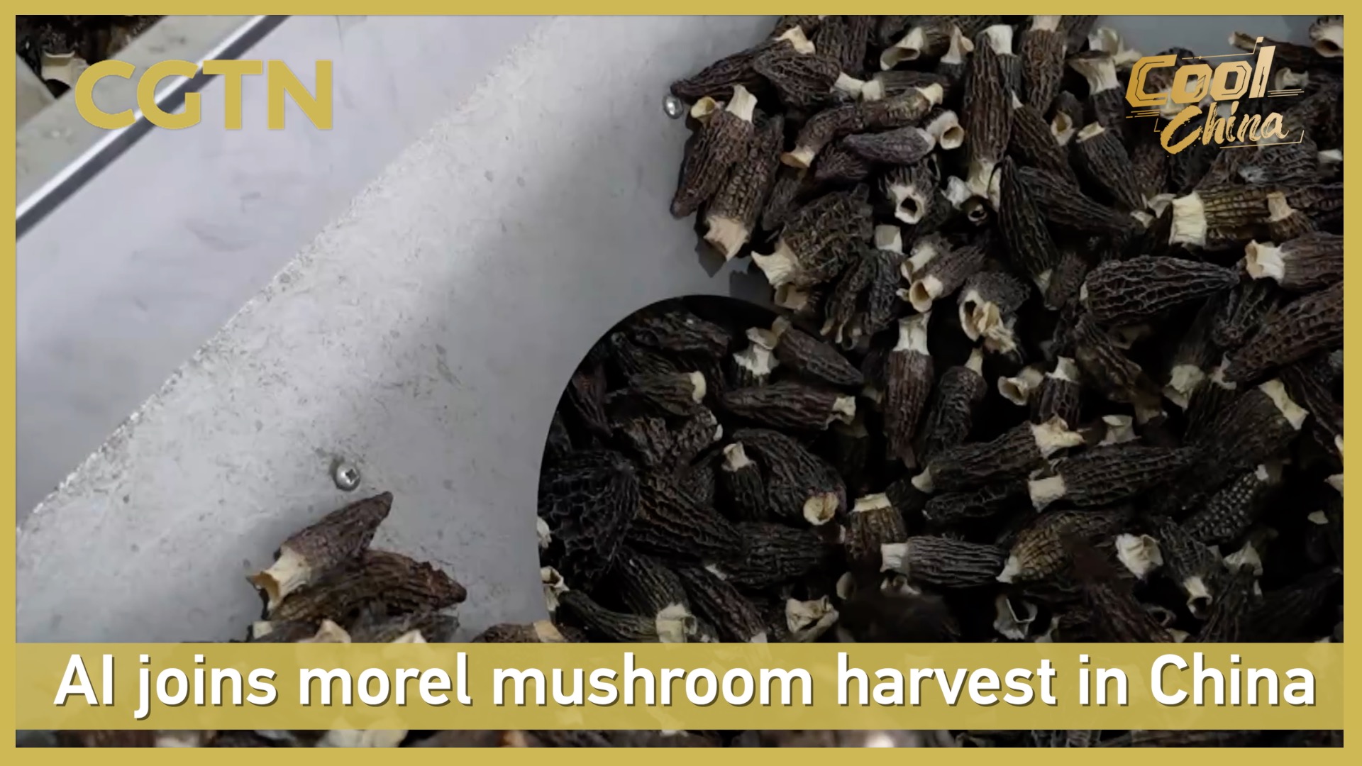 AI joins morel mushroom harvest in China 