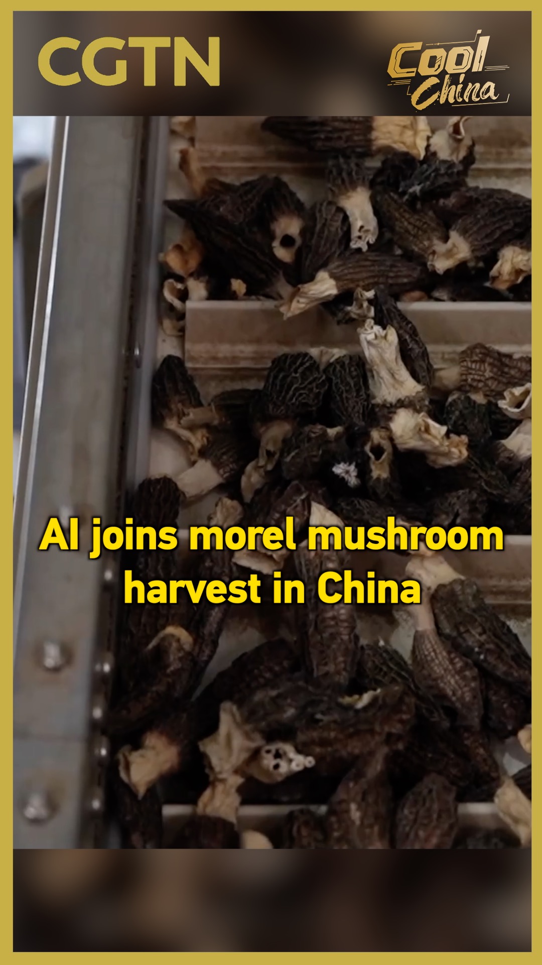 AI joins morel mushroom harvest in China 