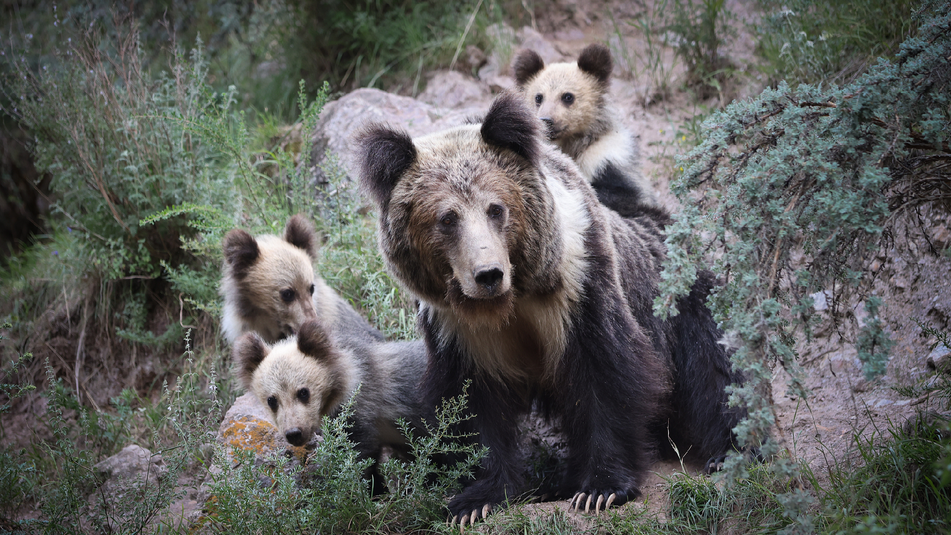 Chinese scientists propose human-wildlife conflict resolution strategy