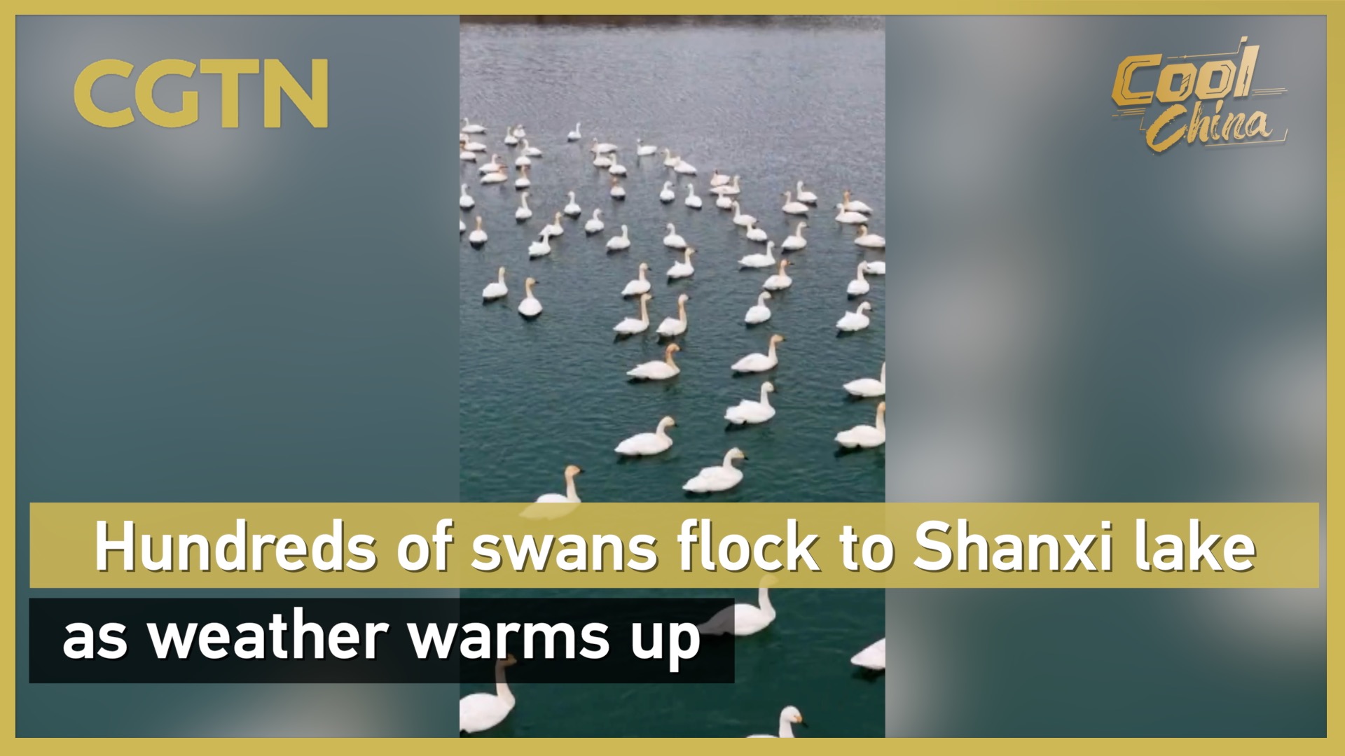 Hundreds of swans flock to Shanxi lake as weather warms up