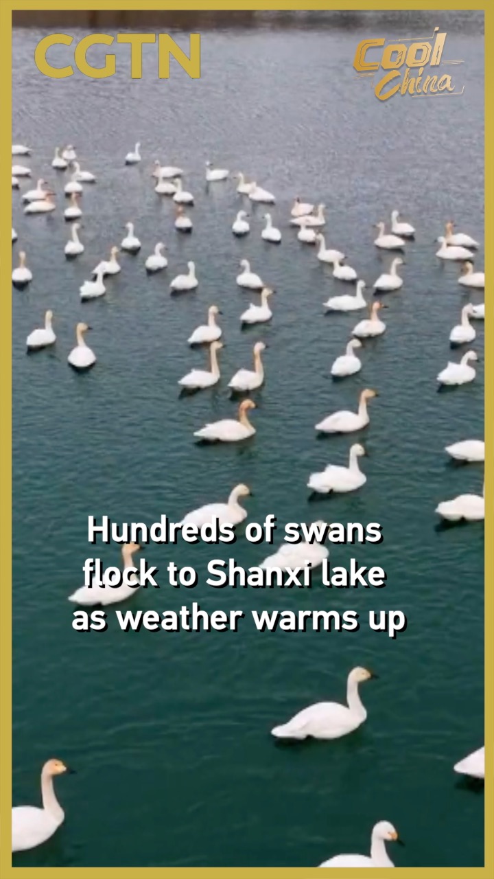 Hundreds of swans flock to Shanxi lake as weather warms up