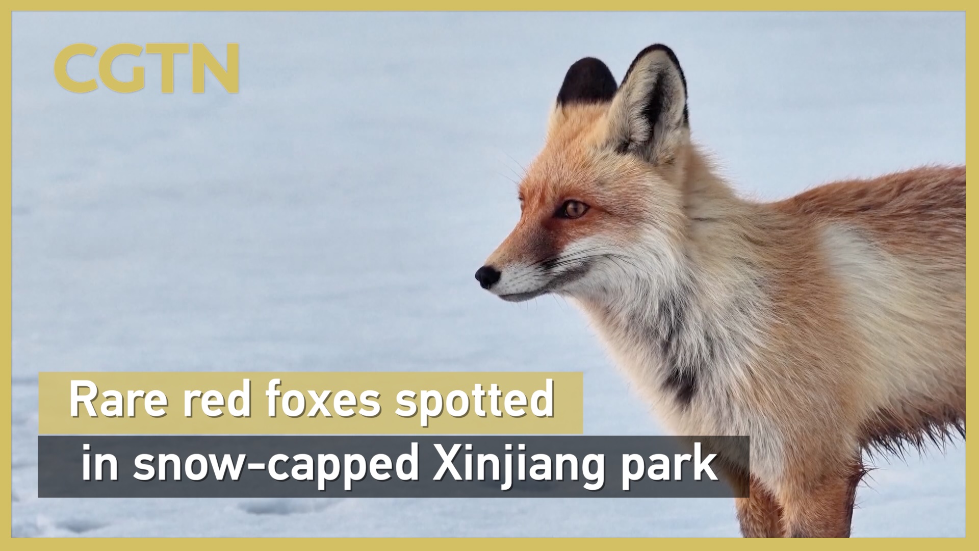 Rare red foxes spotted in snow-capped Xinjiang park