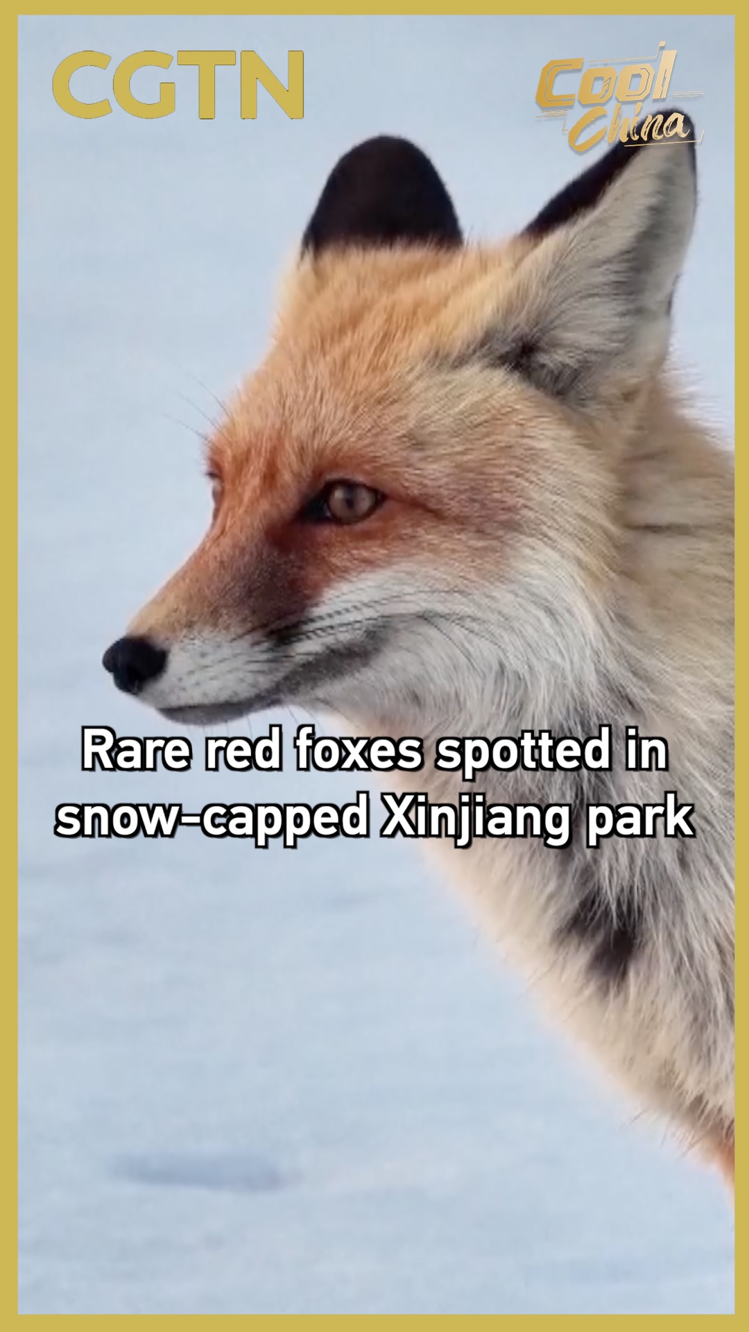 Rare red foxes spotted in snow-capped Xinjiang park