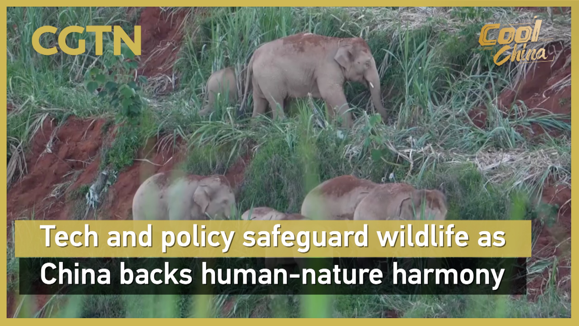 Tech and policy safeguard wildlife as China backs human-nature harmony